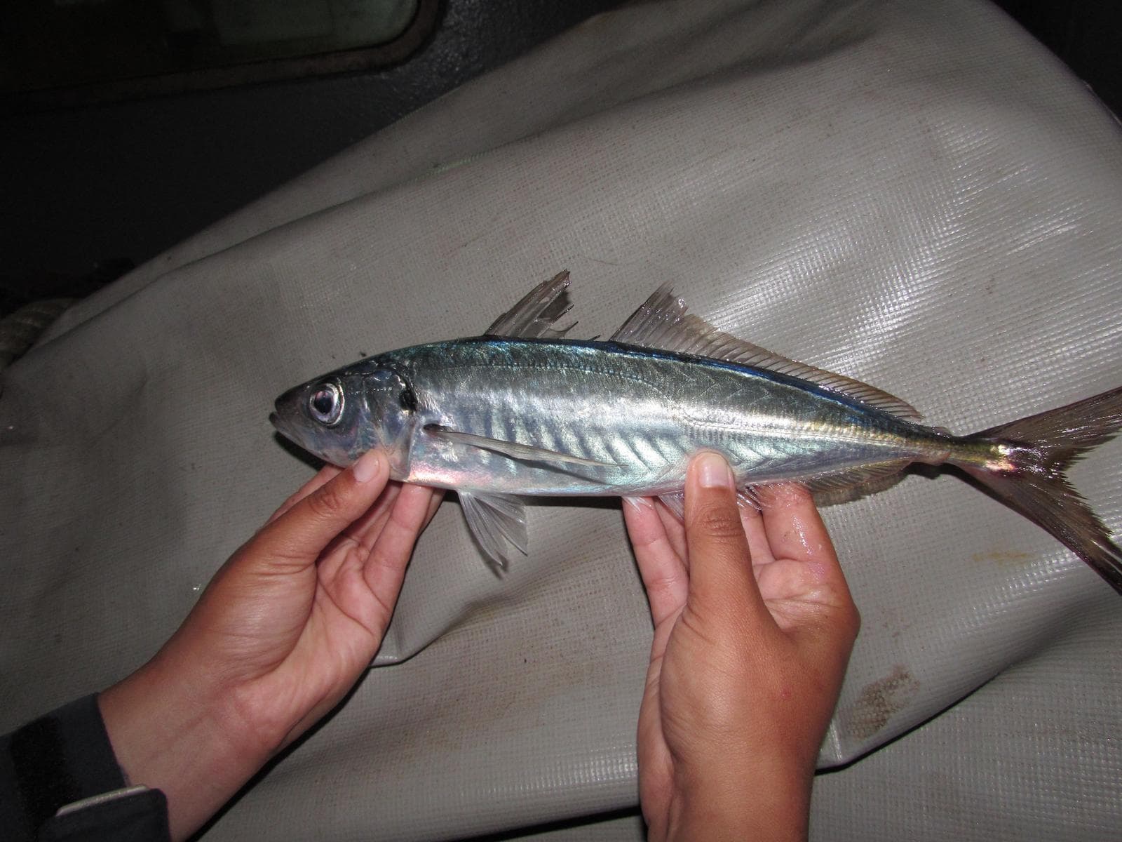 Inkataggmakrill — 1/2