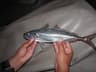 Inkataggmakrill