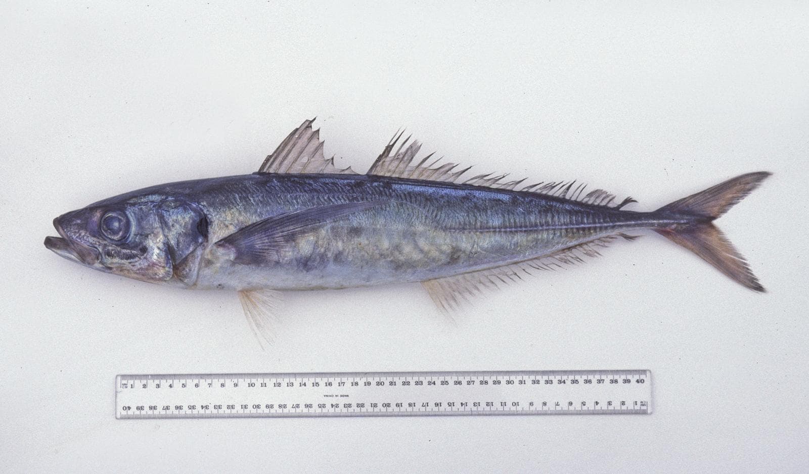 Inkataggmakrill — 2/2