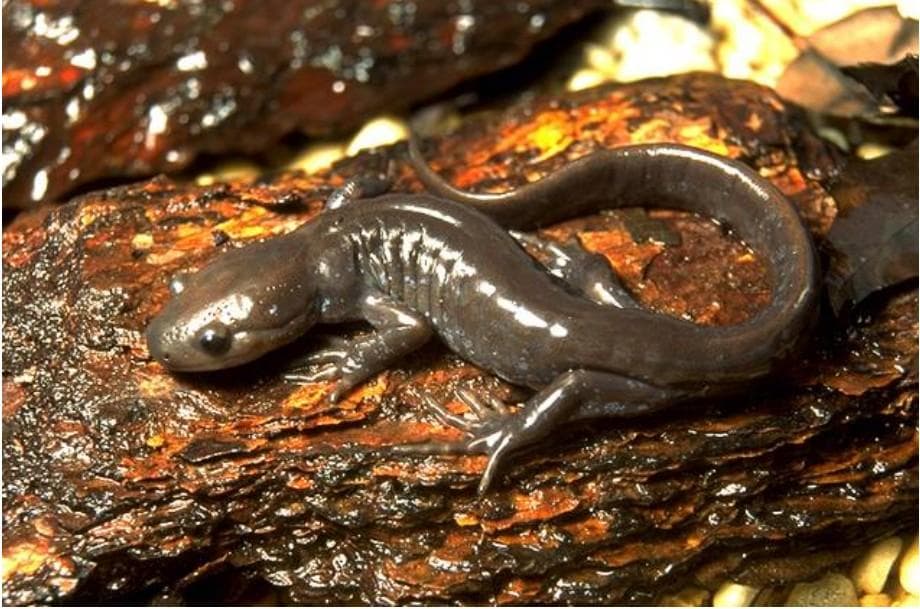 Jeffersonsalamander — 1/3