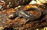 Jeffersonsalamander