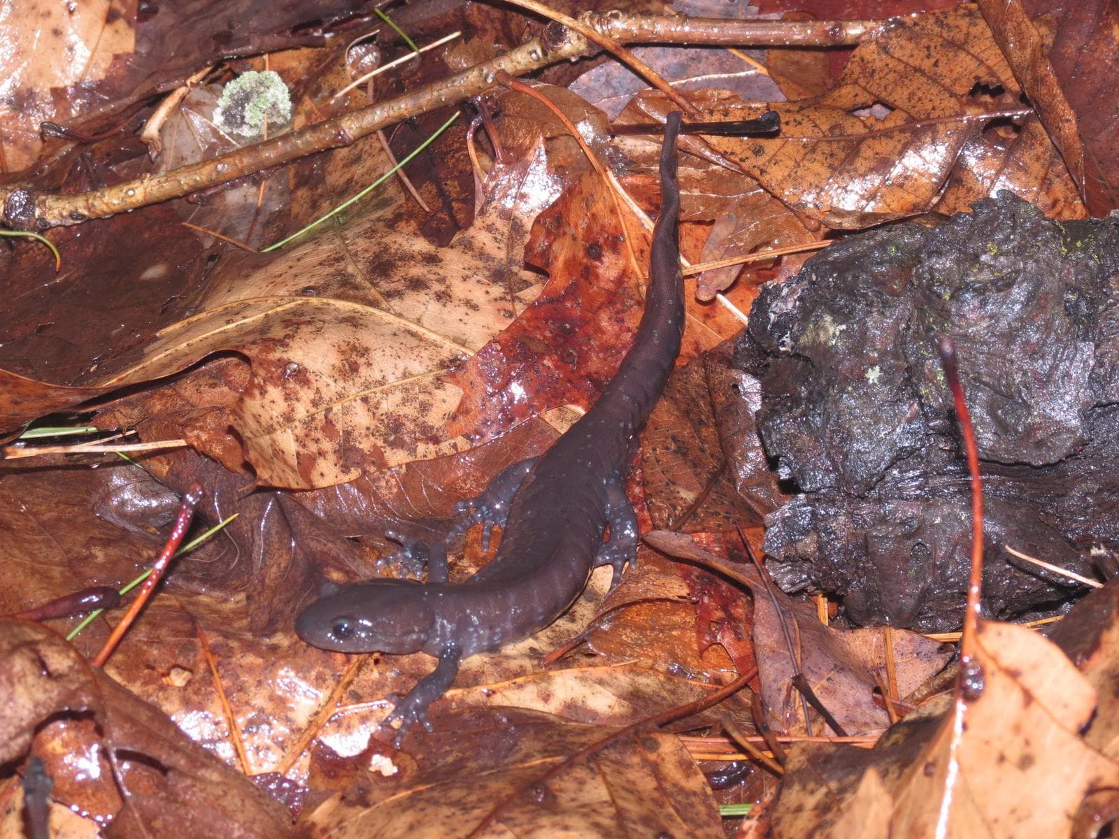Jeffersonsalamander — 2/3