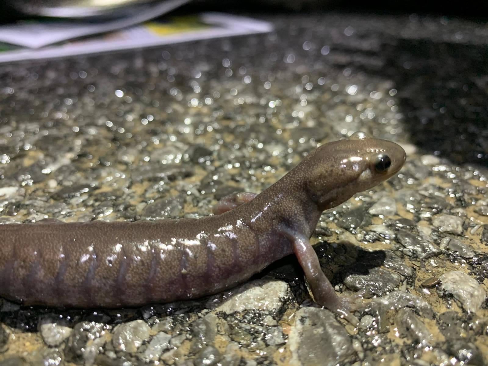 Jeffersonsalamander — 3/3