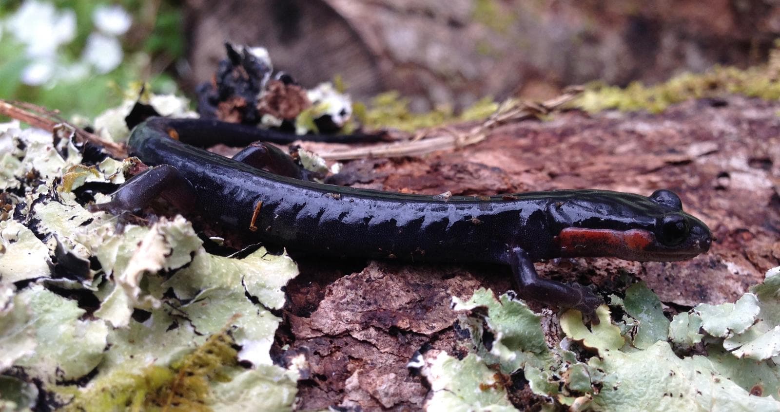 Jordans lunglösa salamander — 1/3