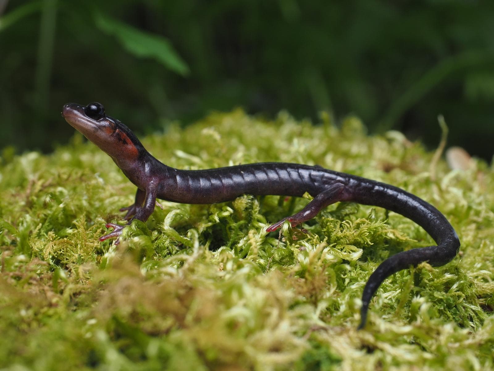 Jordans lunglösa salamander — 3/3
