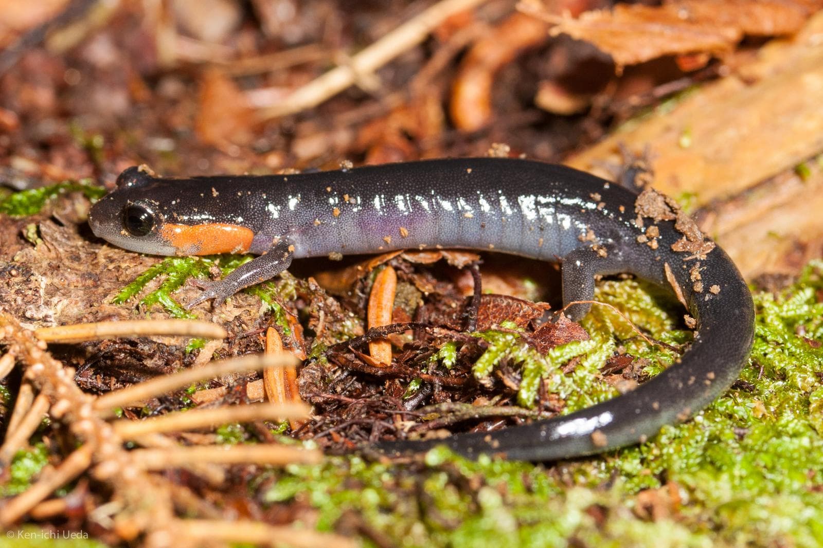 Jordans lunglösa salamander — 2/3
