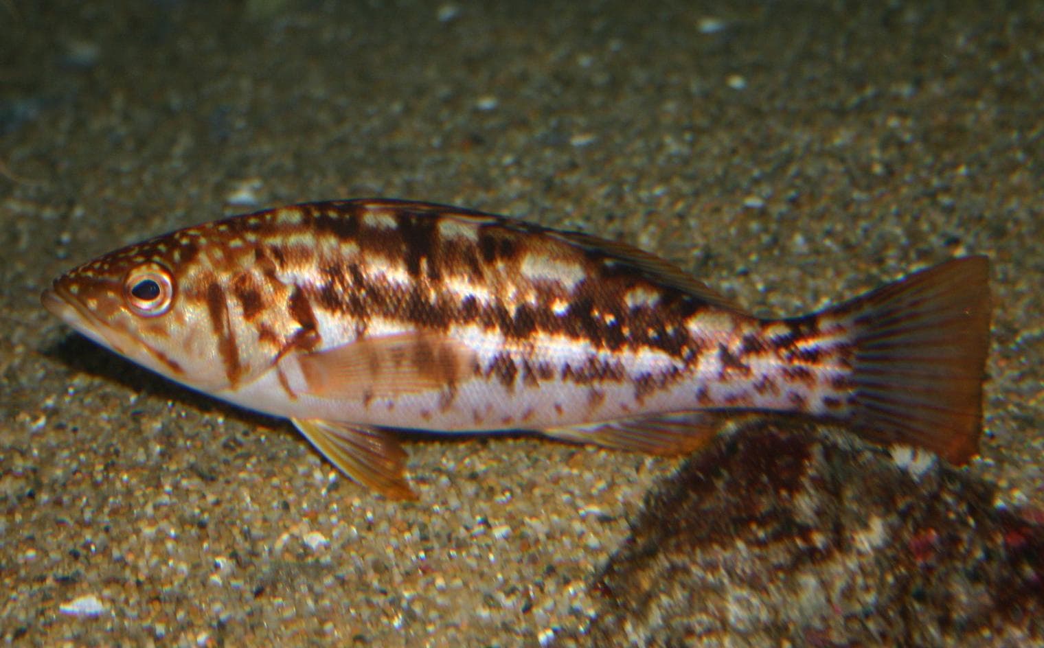 Kalifornisk havsabborre — 1/3