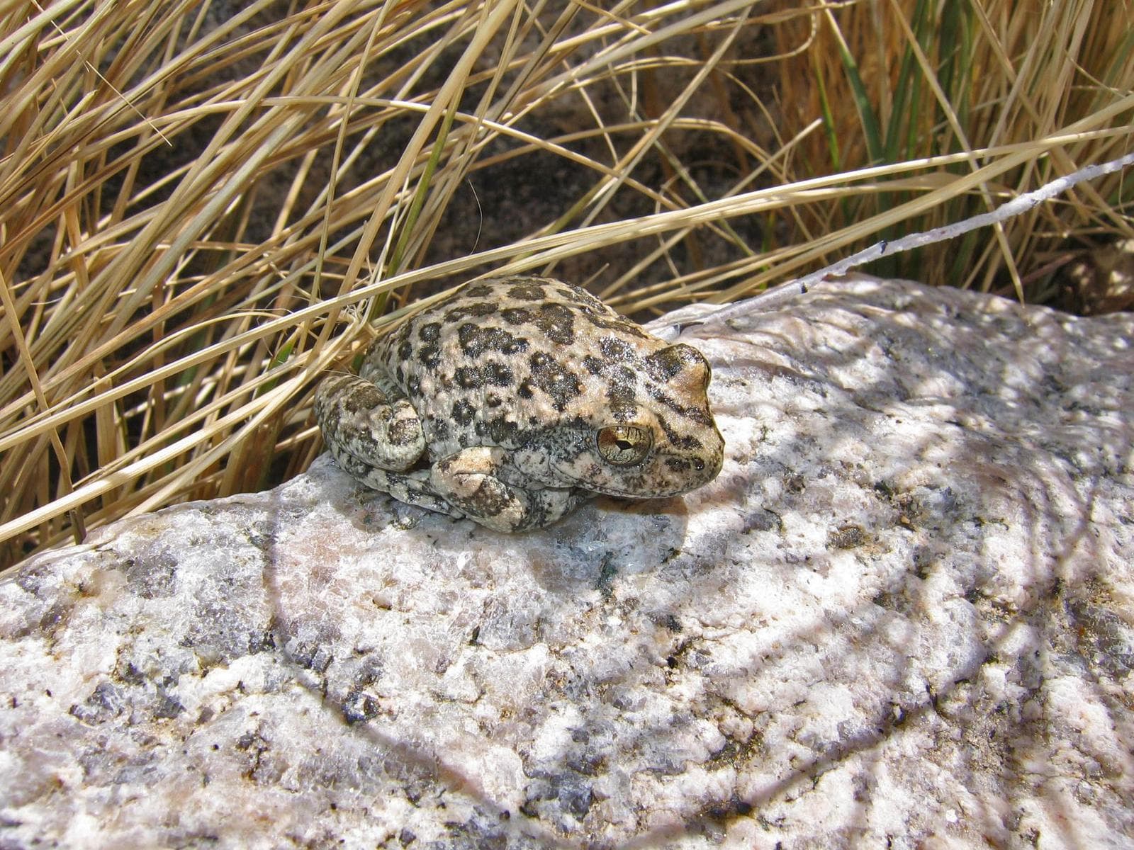 Kalifornisk klippgroda — 2/3