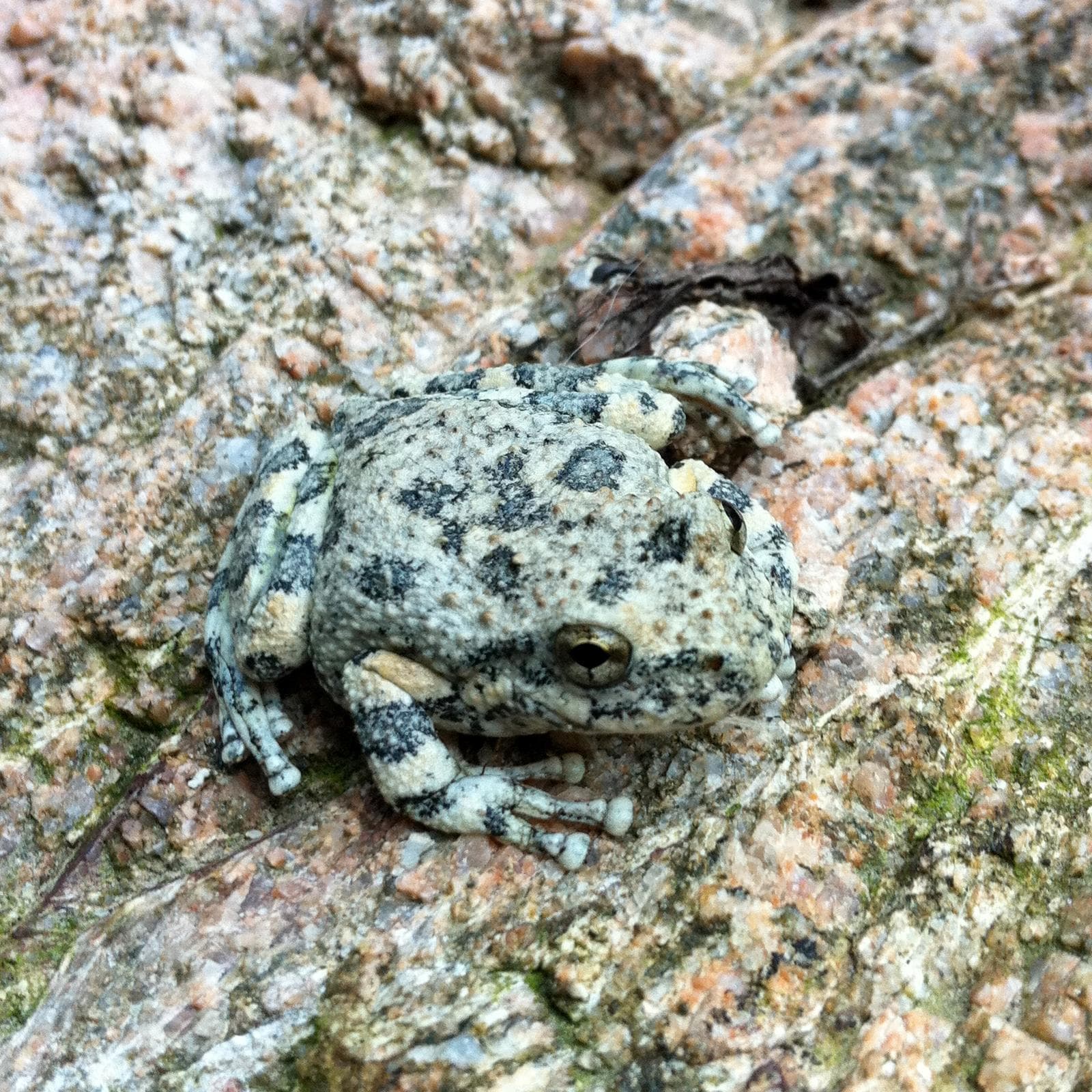 Kalifornisk klippgroda — 1/3