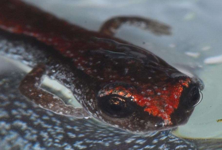 Kalifornisk smal salamander — 3/3