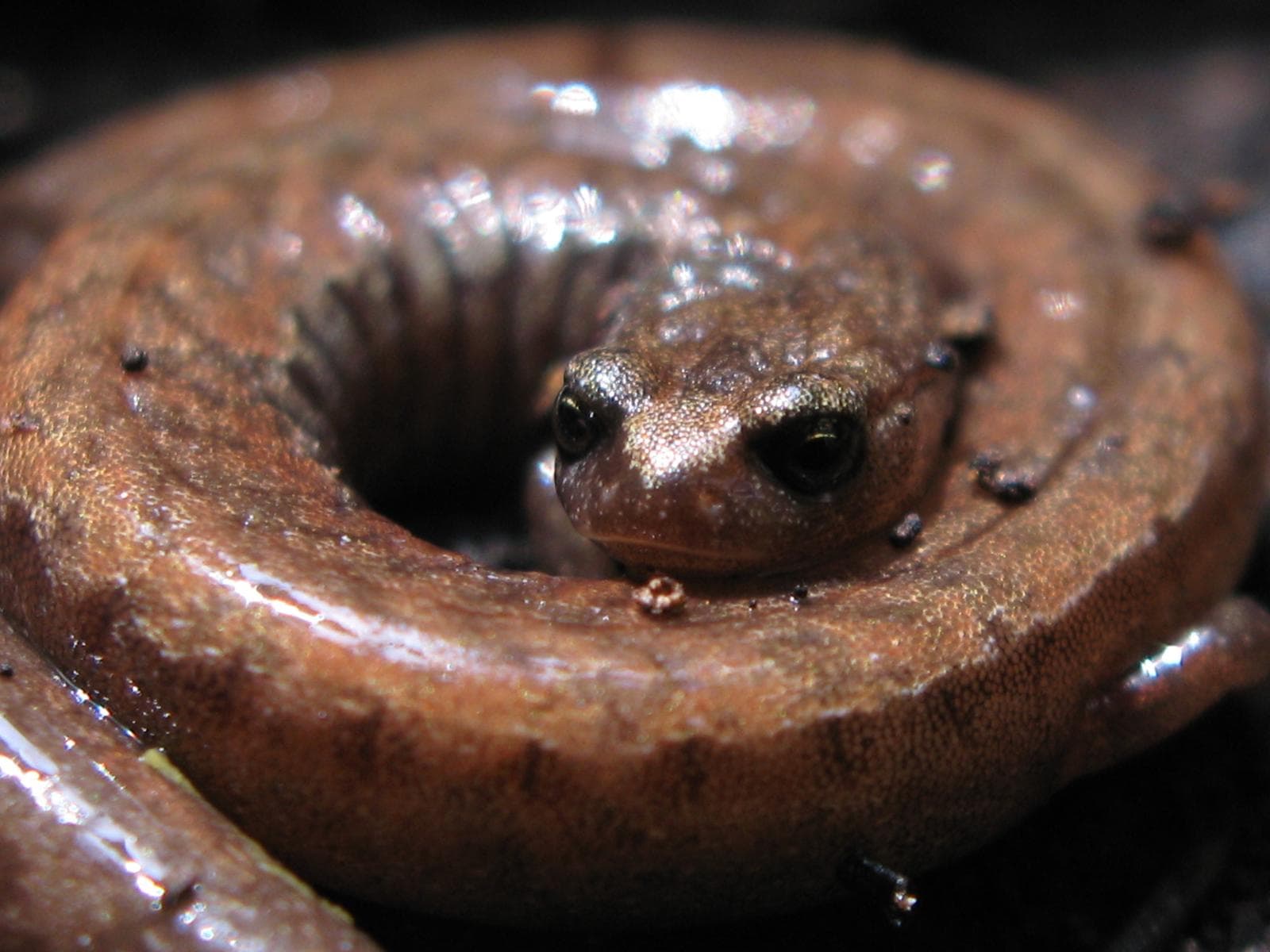 Kalifornisk smal salamander — 1/3