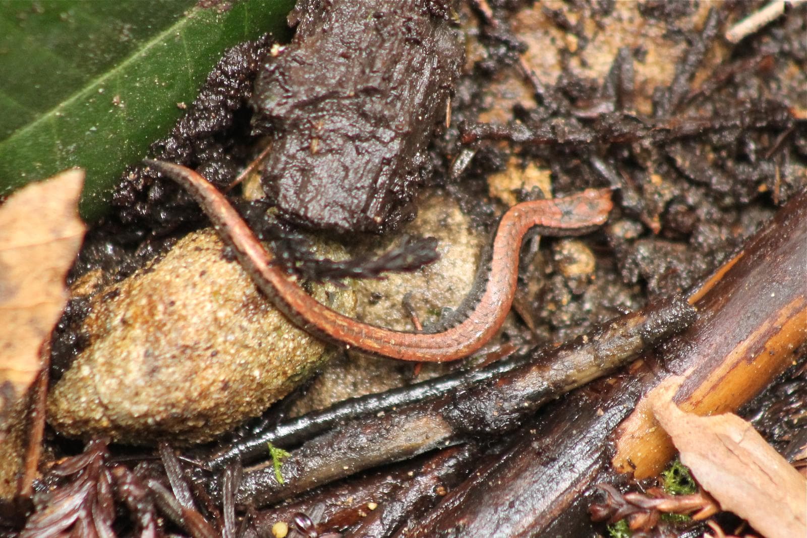 Kalifornisk smal salamander — 2/3