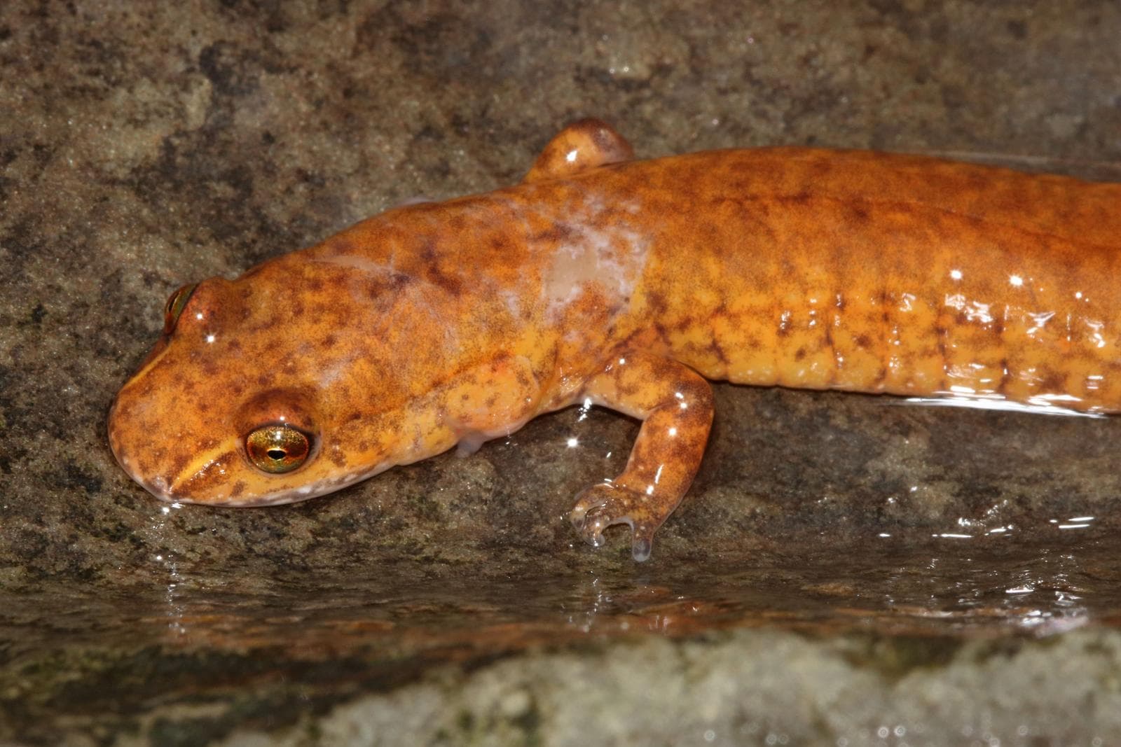 Källsalamander — 2/3
