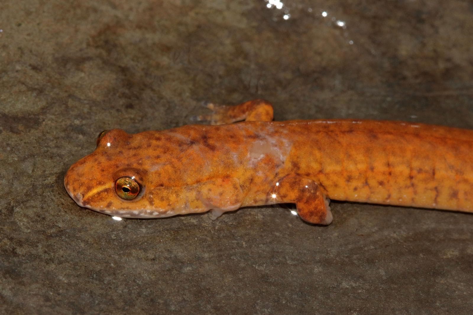 Källsalamander — 3/3