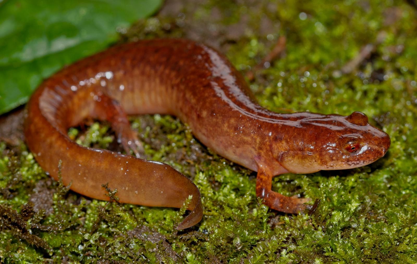 Källsalamander — 1/3