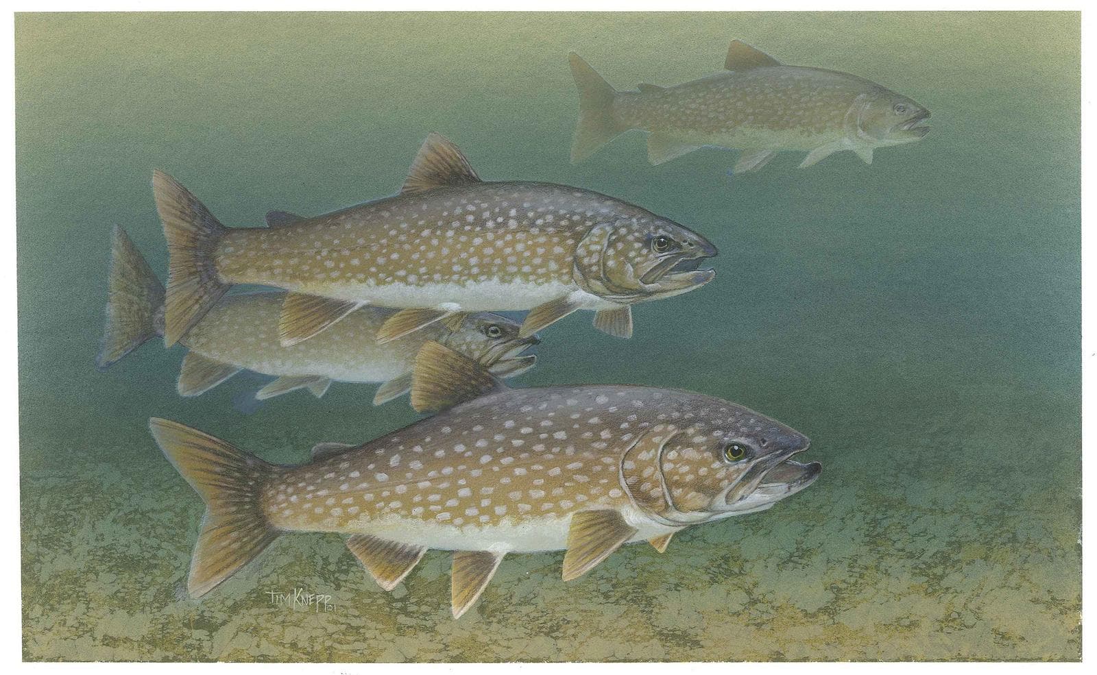 Kanadaröding (Salvelinus namaycush) — 1/3