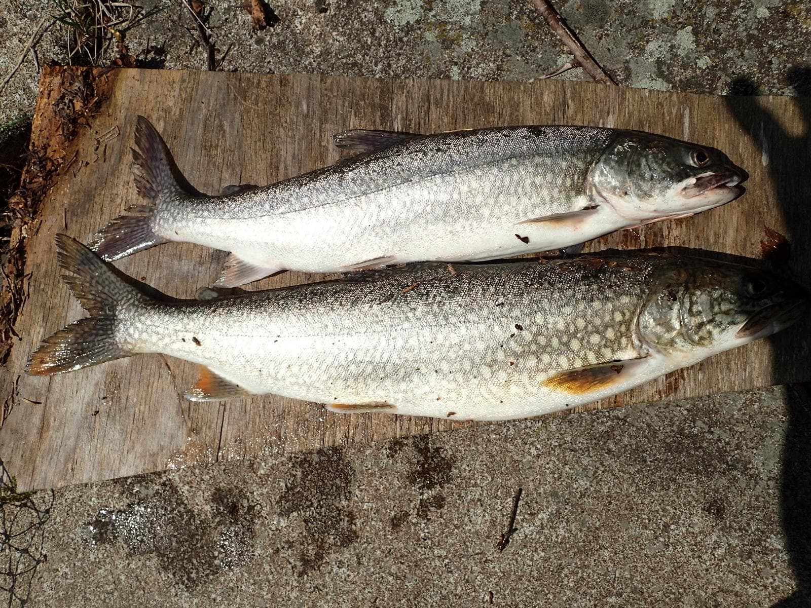 Kanadaröding (Salvelinus namaycush) — 3/3