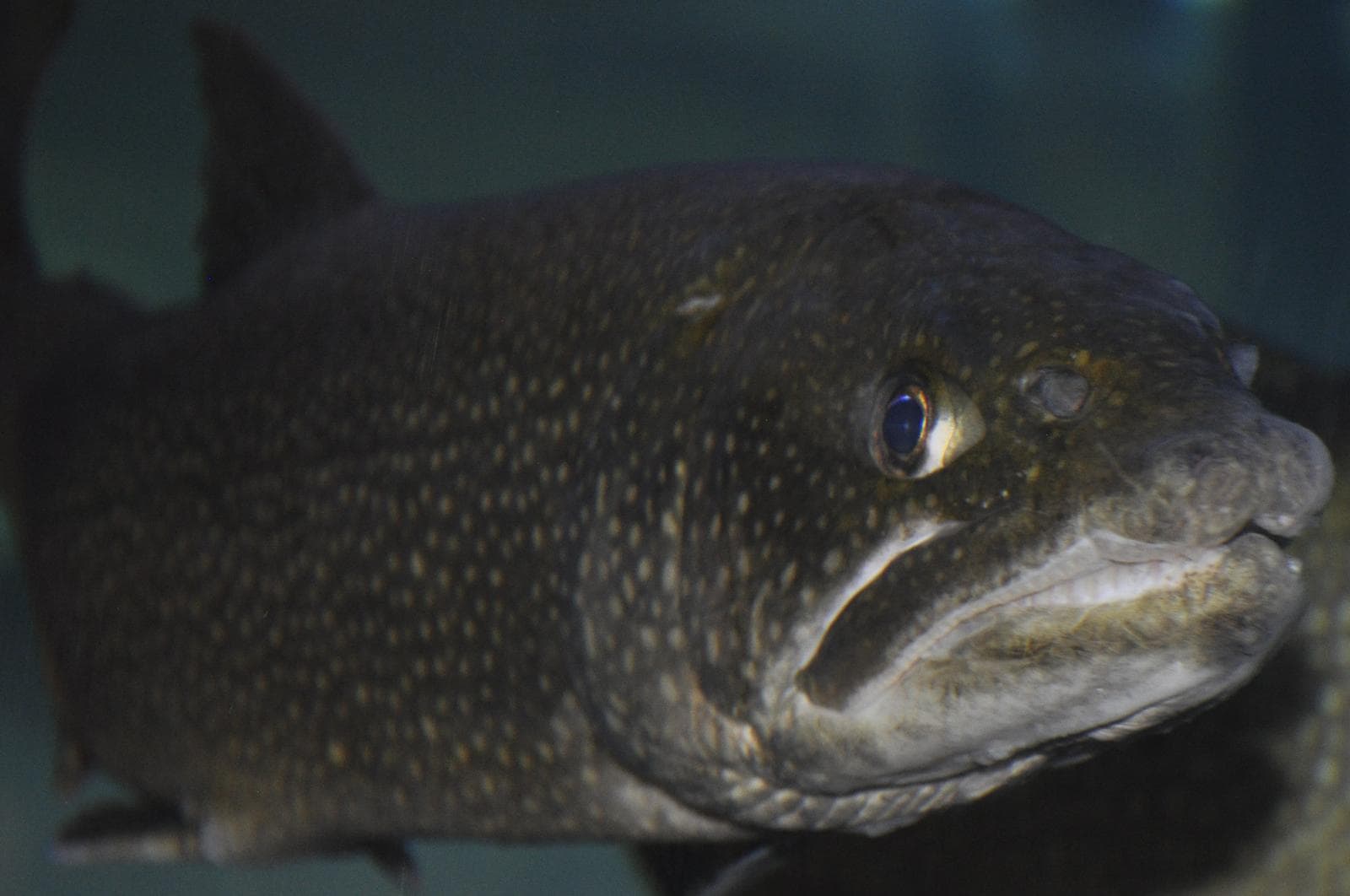Kanadaröding (Salvelinus namaycush) — 2/3