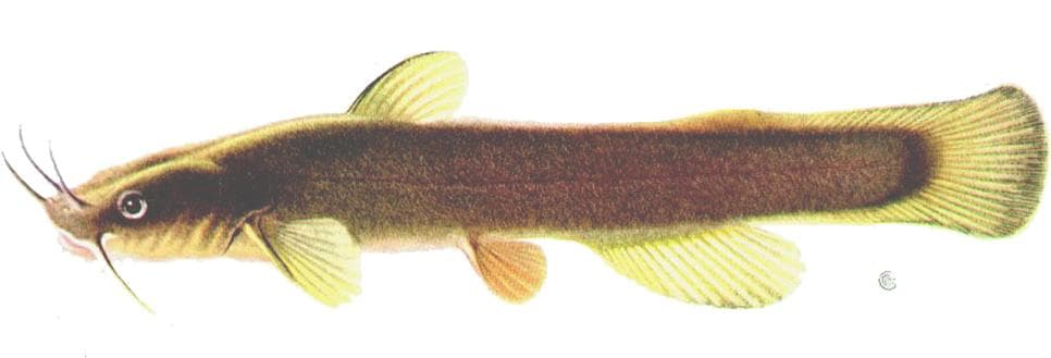 Kantdvärgmal — 1/3