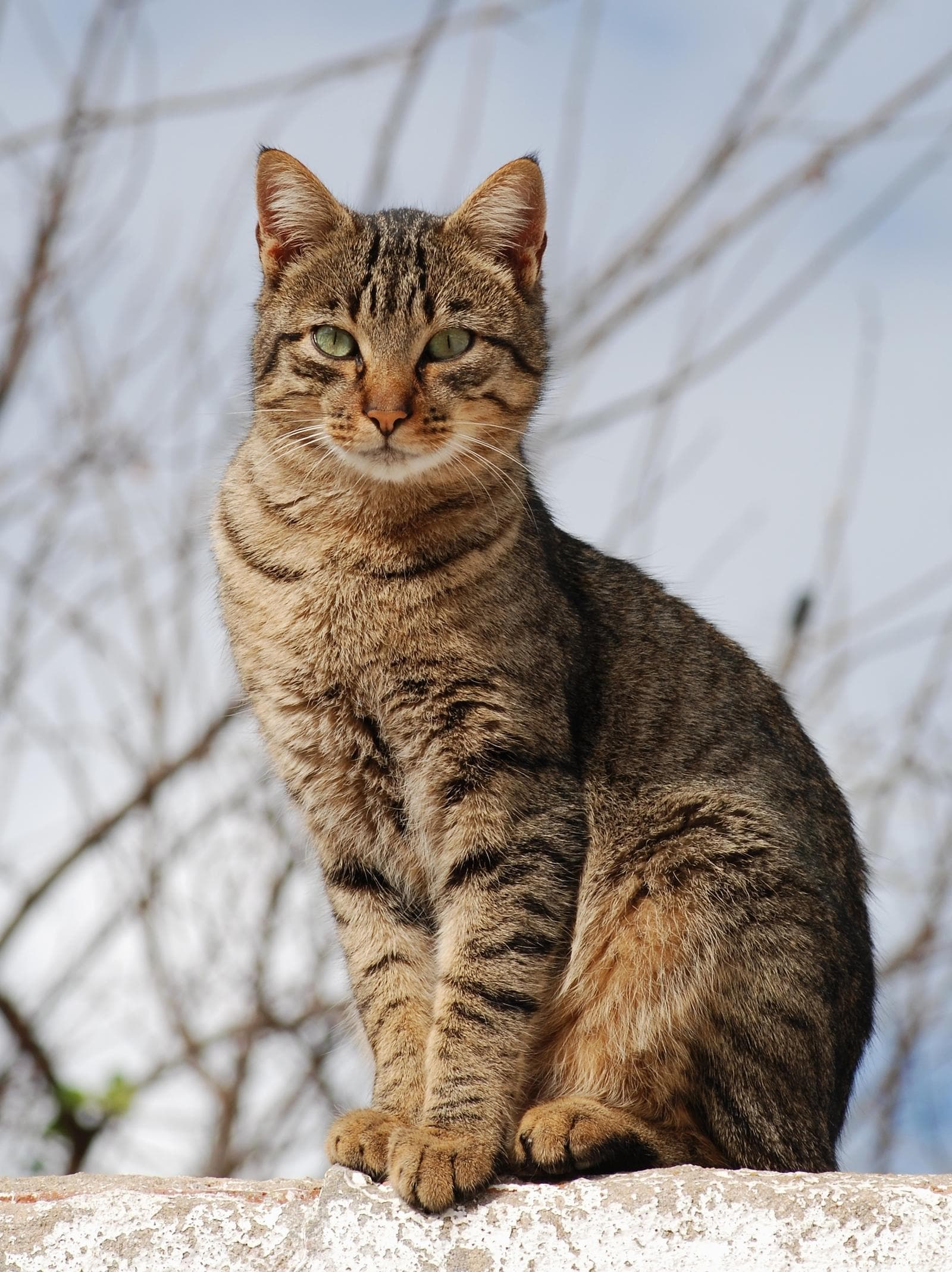 Katt — 2/3