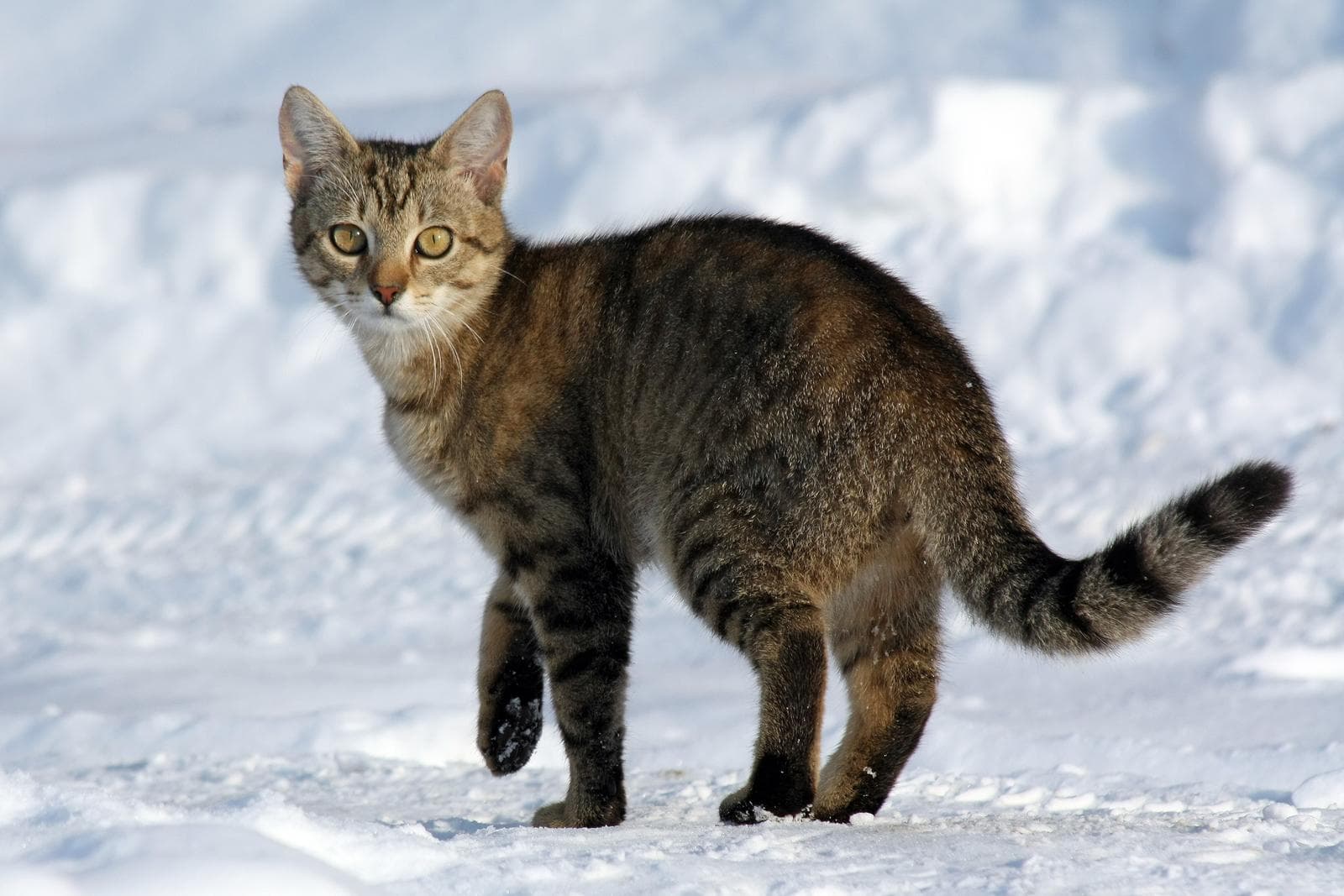 Katt — 1/3