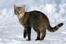 Katt