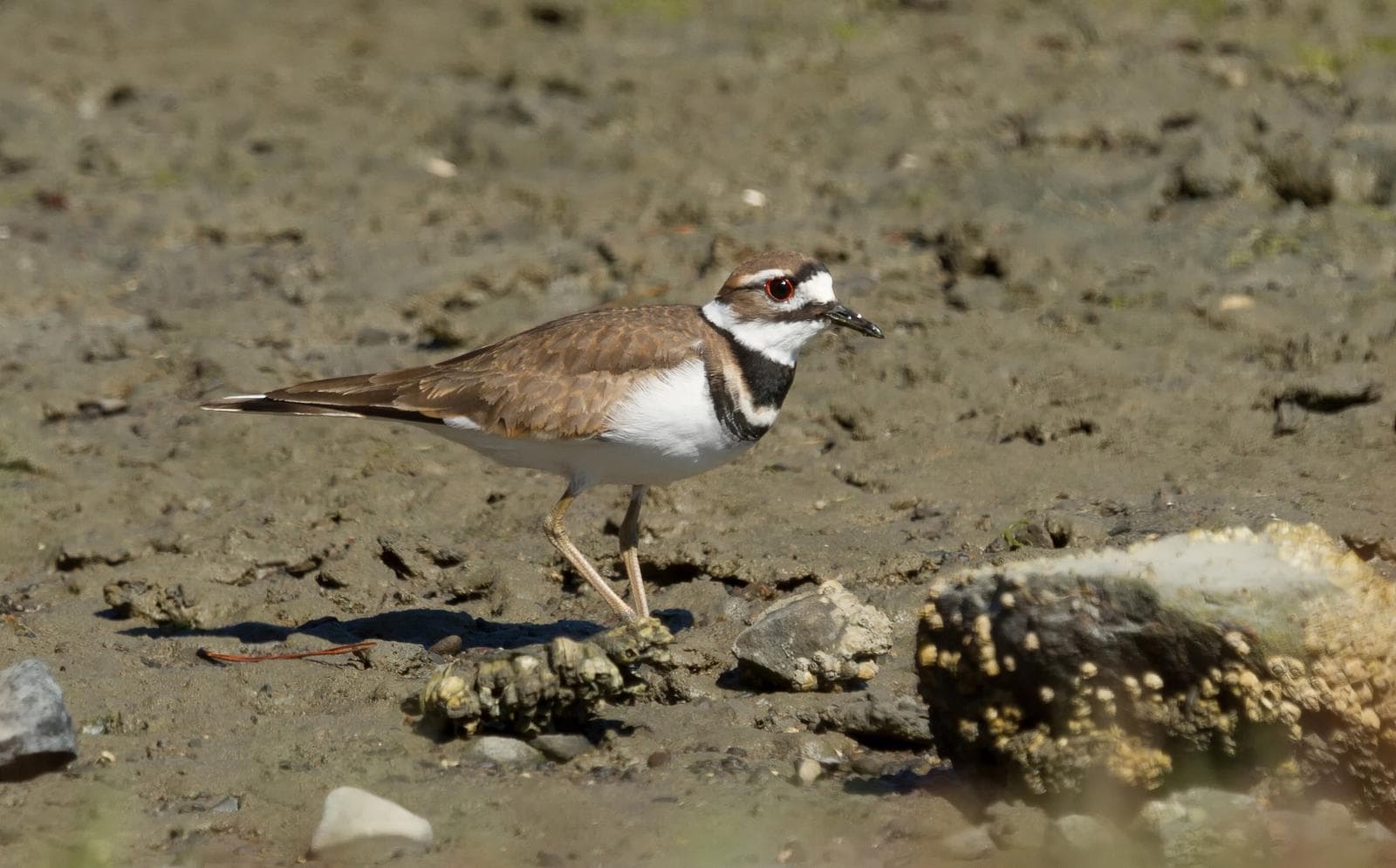 Killdeer — 1/3