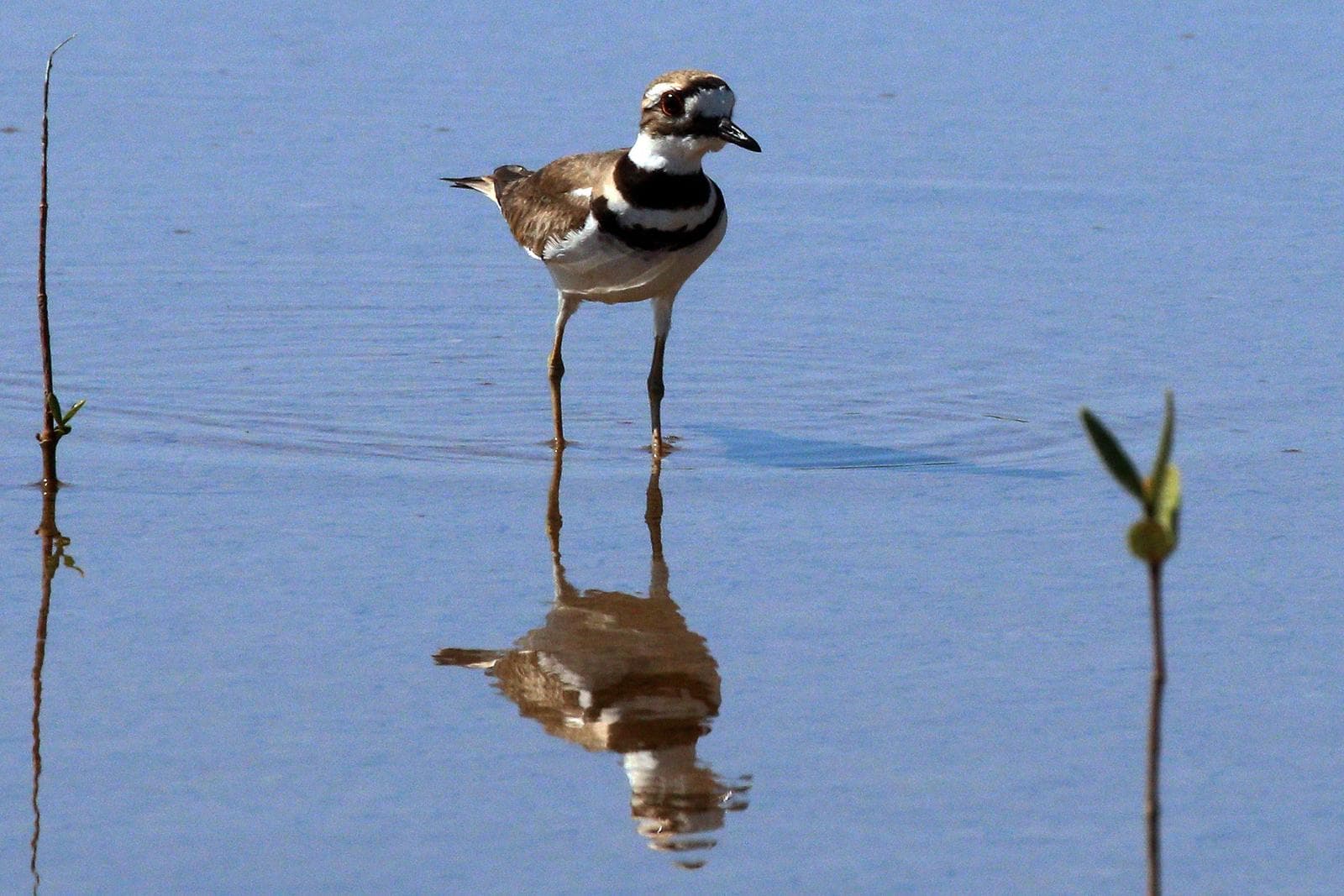 Killdeer — 2/3