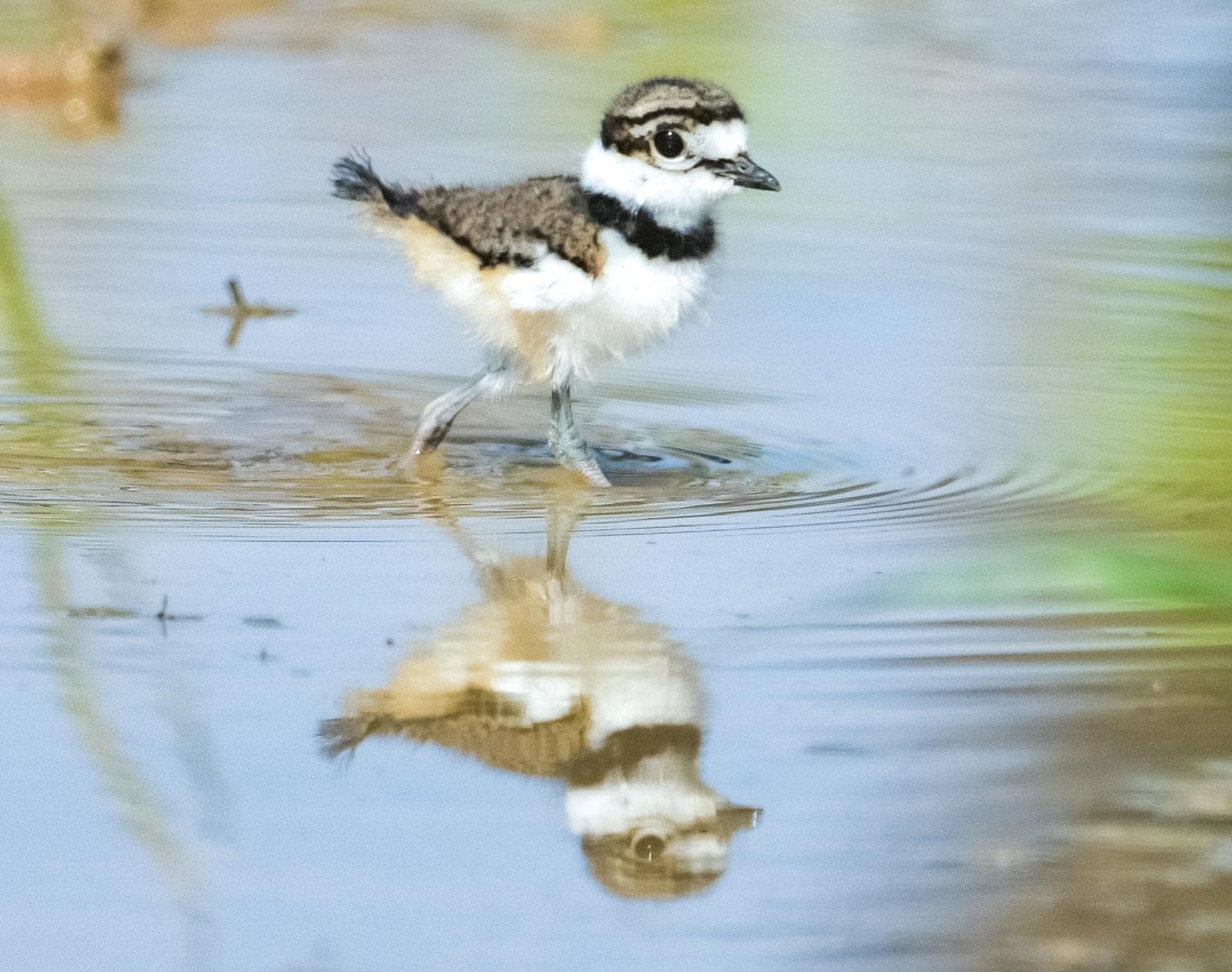 Killdeer — 3/3
