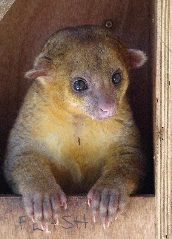 Kinkajou — 1/3