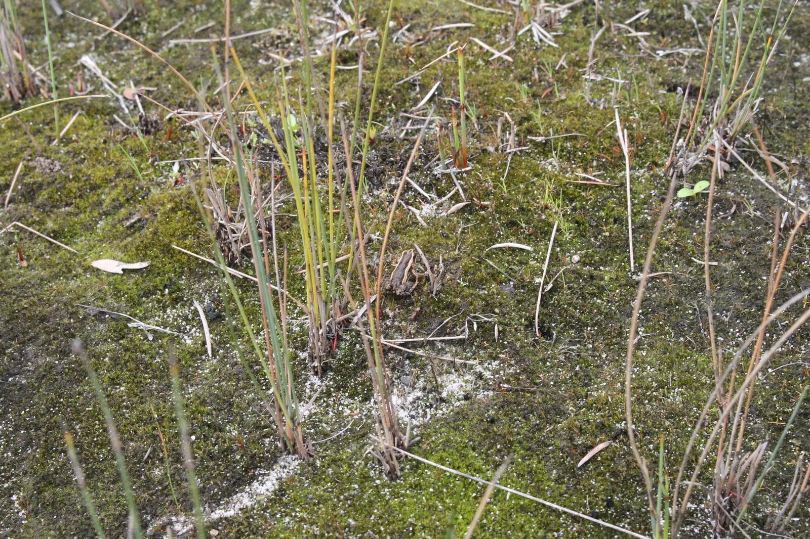 Klickgroda — 3/3