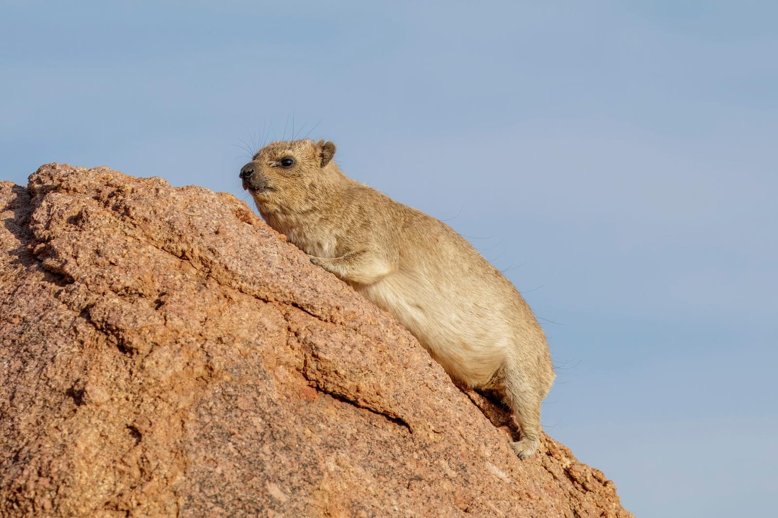 Klippdassie — 1/3