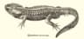 Krokodilsalamander