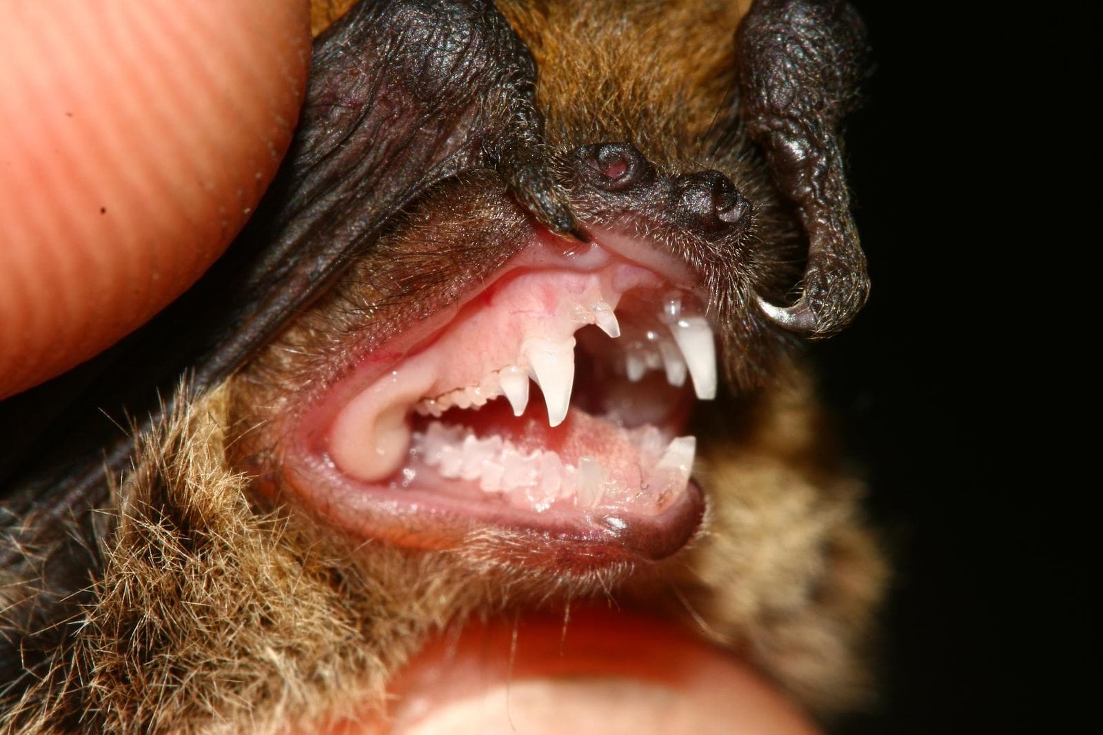 Kuhls pipistrell — 2/3