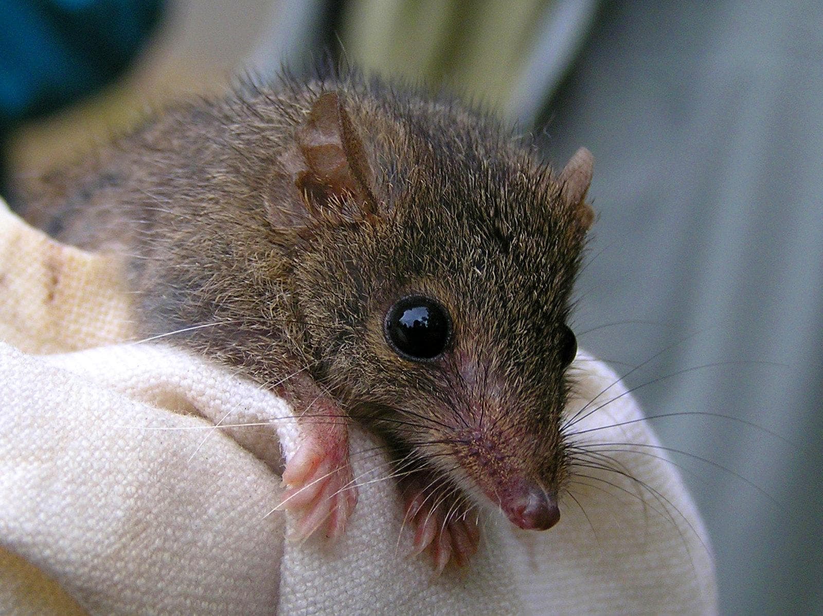 Kvick antechinus — 3/3