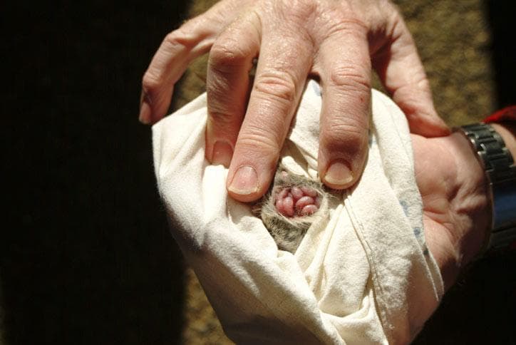 Kvick antechinus — 1/3