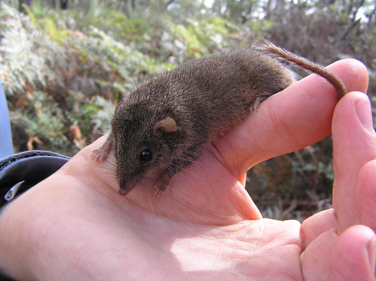 Kvick antechinus — 2/3