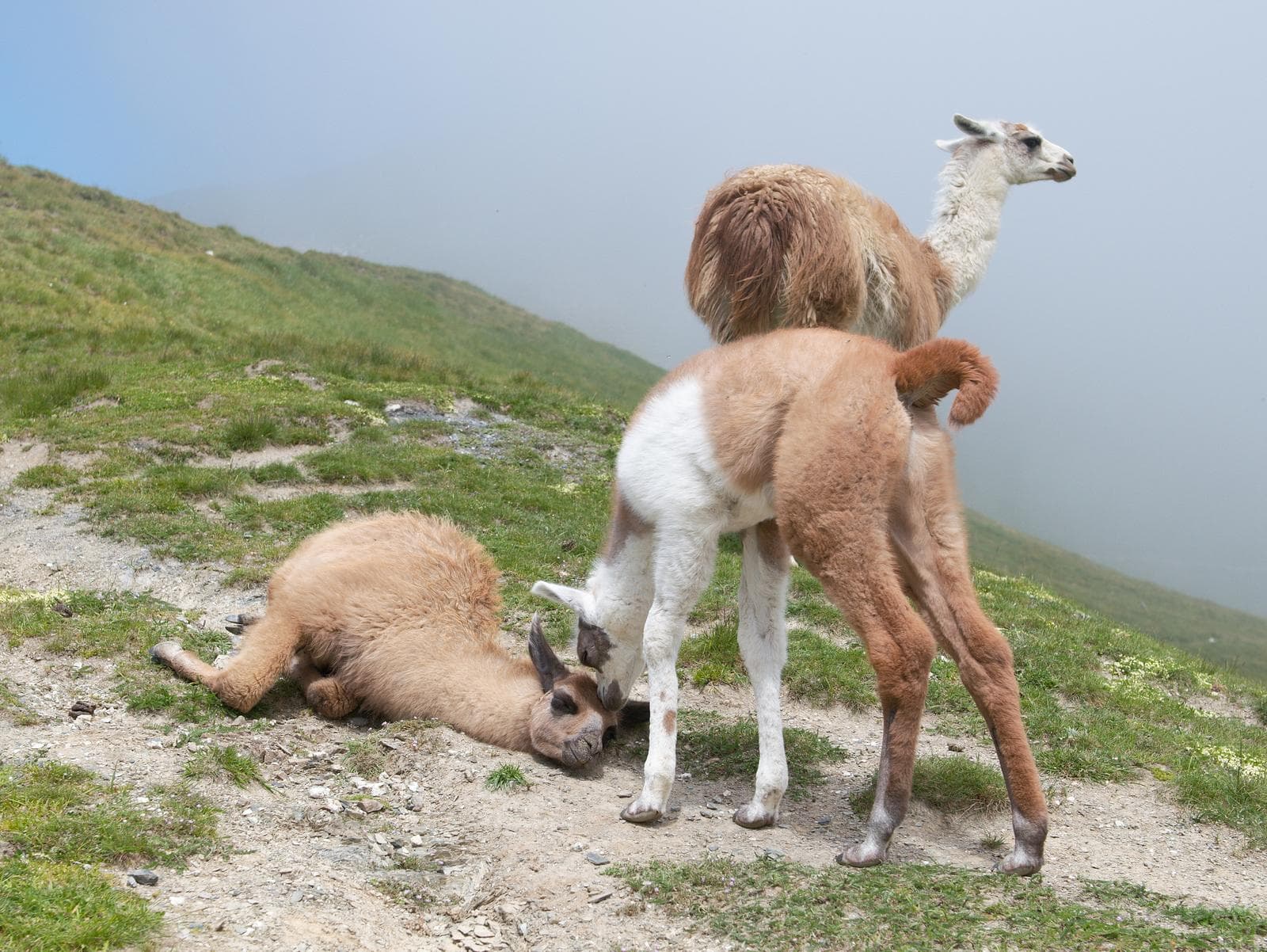 Lama — 1/3