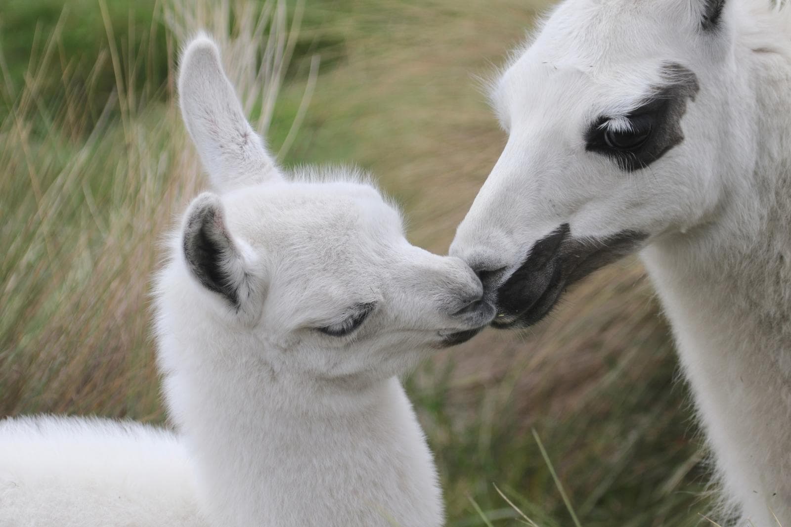 Lama — 2/3