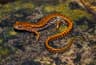 Långsvansad salamander