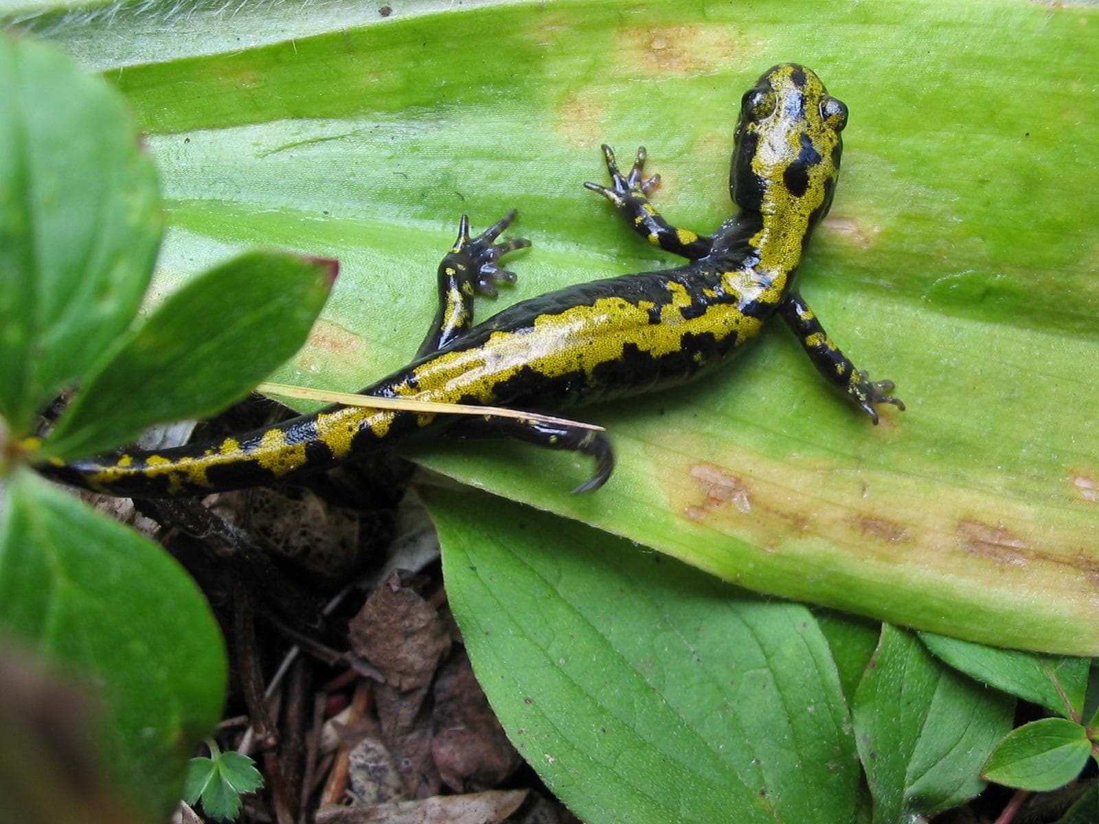 Långtåig salamander — 1/3