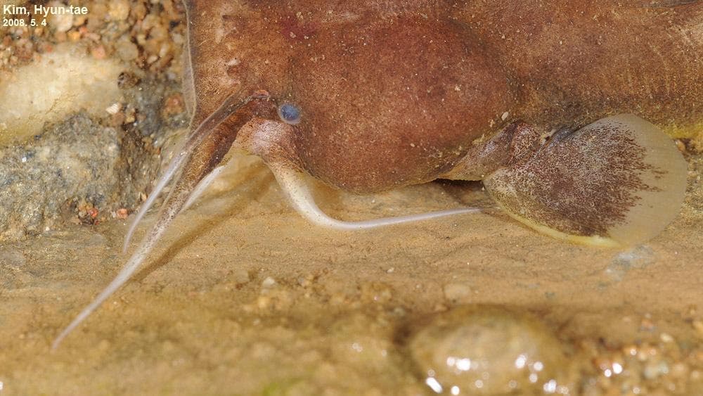 Liobagrus andersoni — 3/3