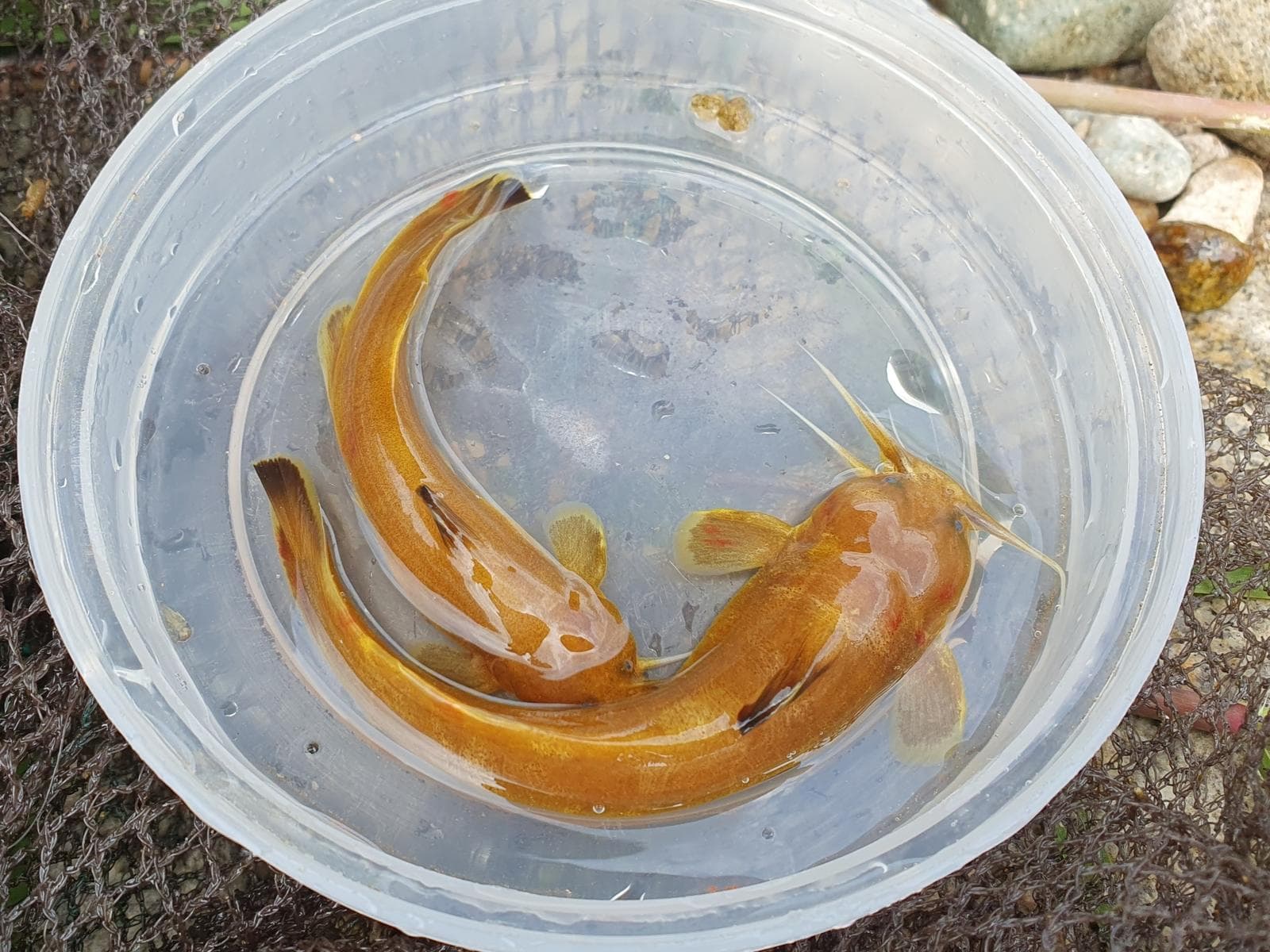 Liobagrus andersoni — 2/3