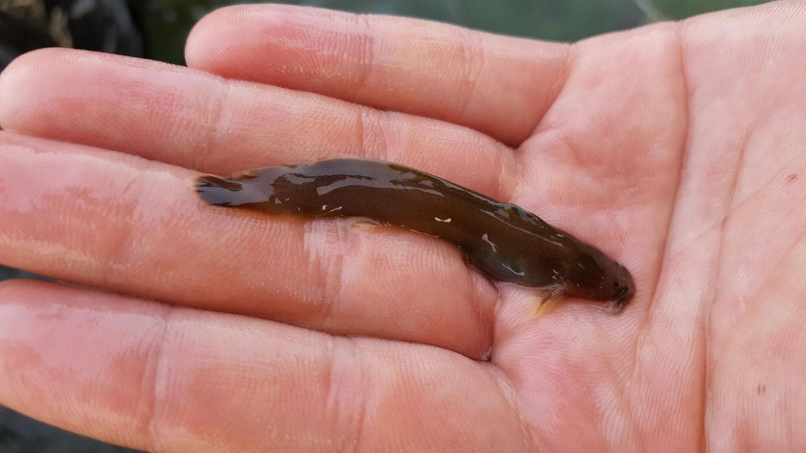 Liobagrus mediadiposalis — 1/3