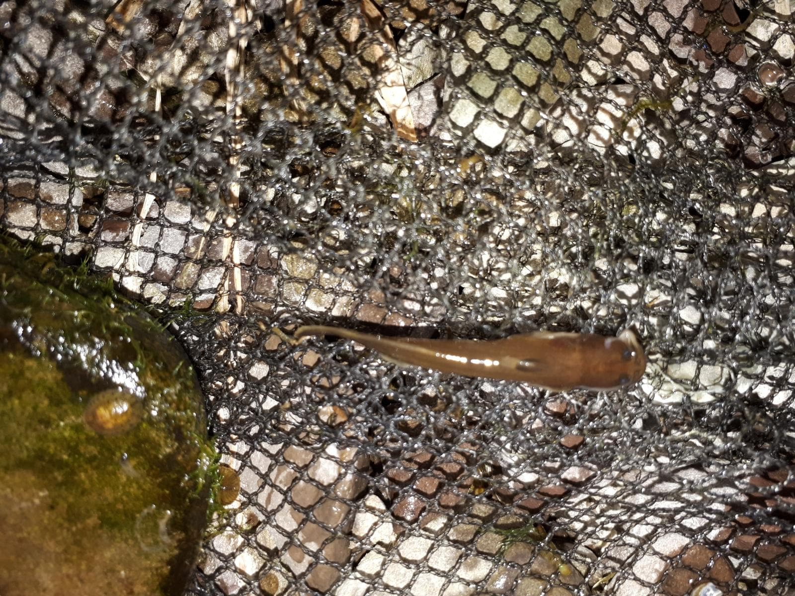 Liobagrus mediadiposalis — 3/3