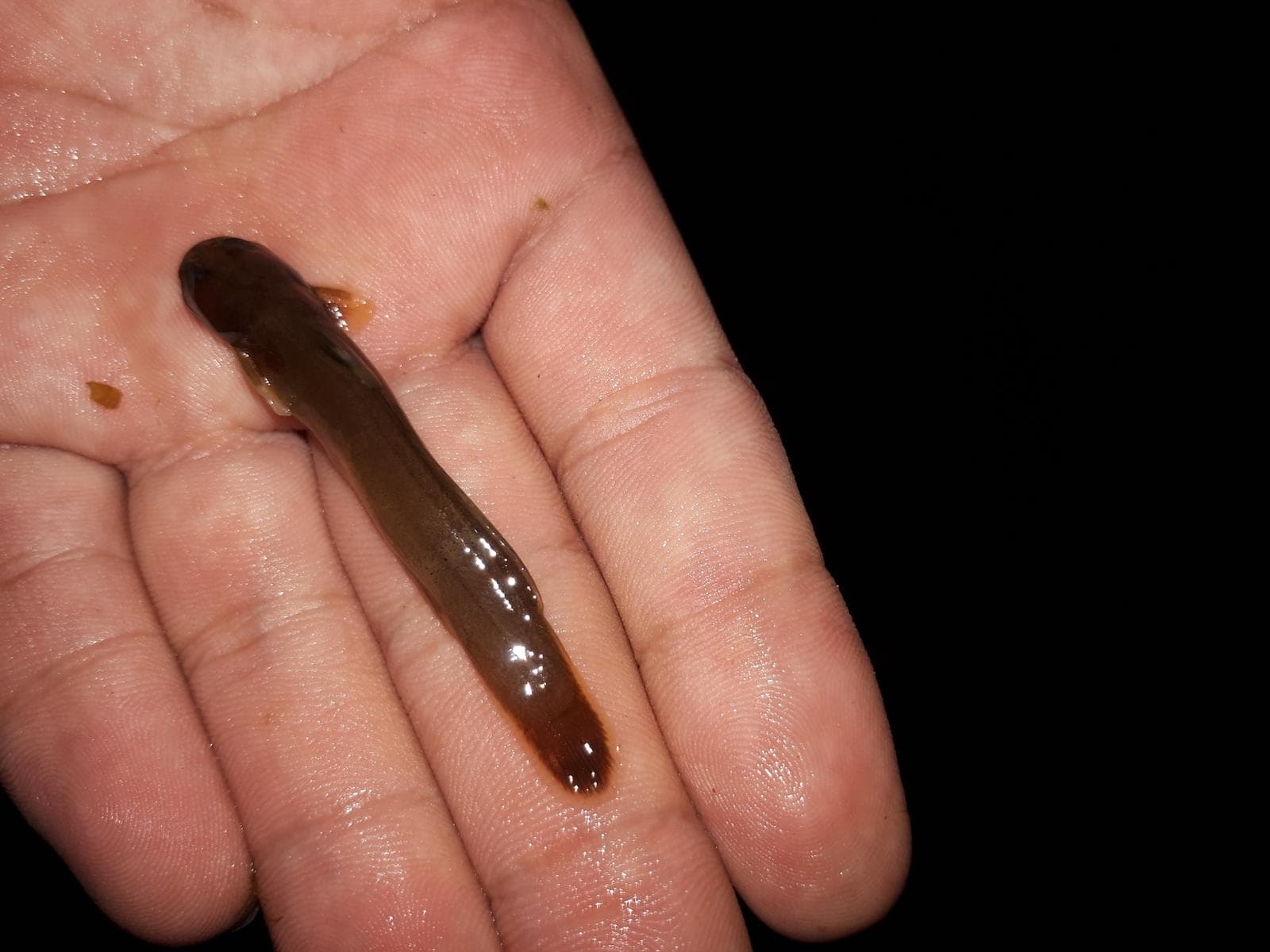 Liobagrus mediadiposalis — 2/3