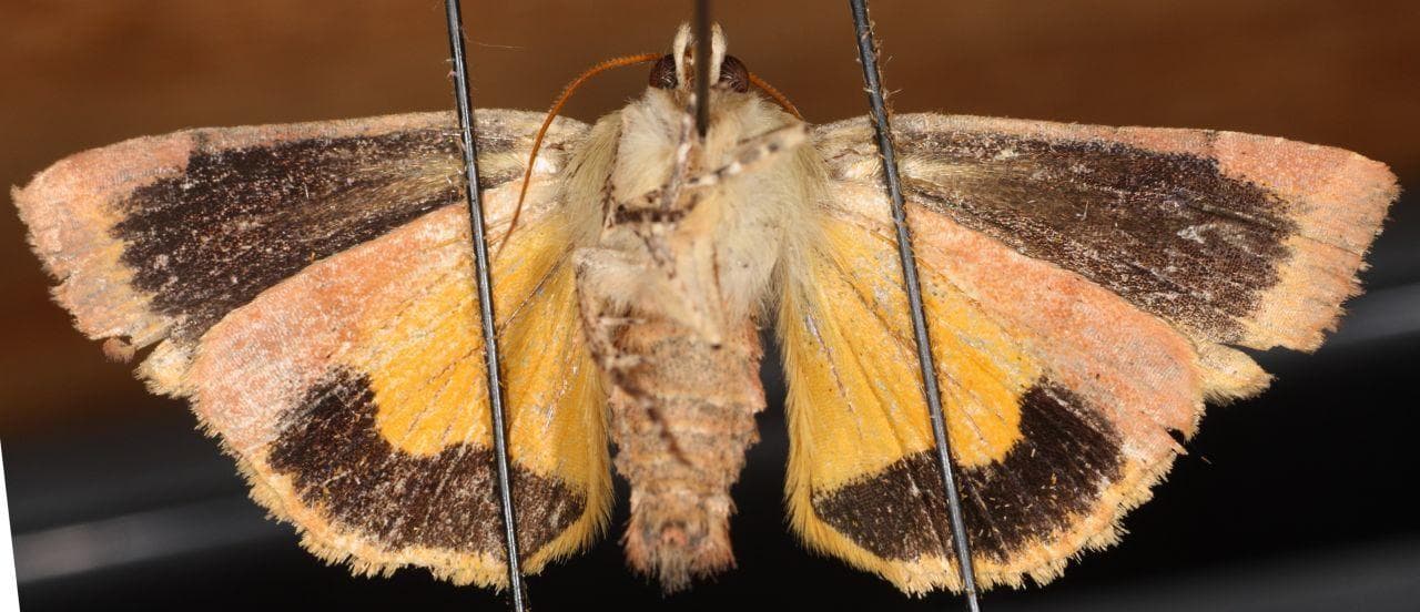 Ljus jordfly — 2/3