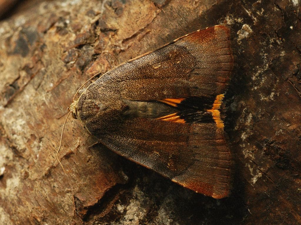 Ljus jordfly — 3/3