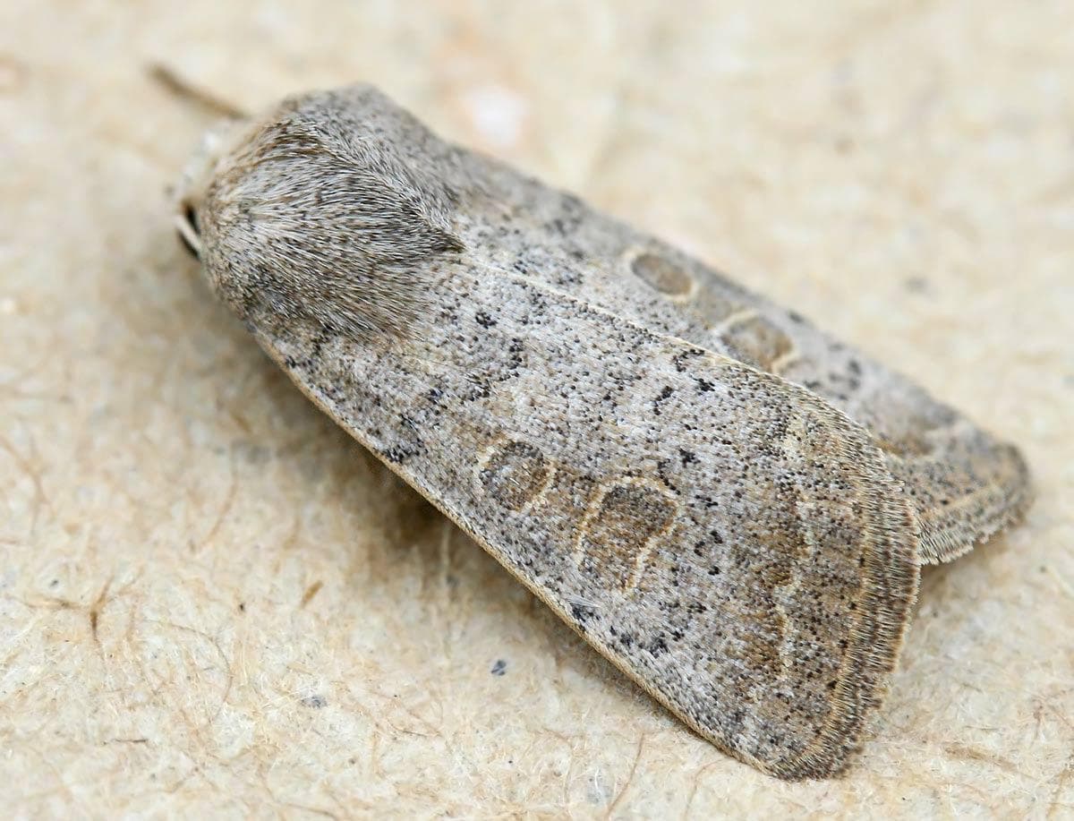 Ljusbrun jordfly — 1/3