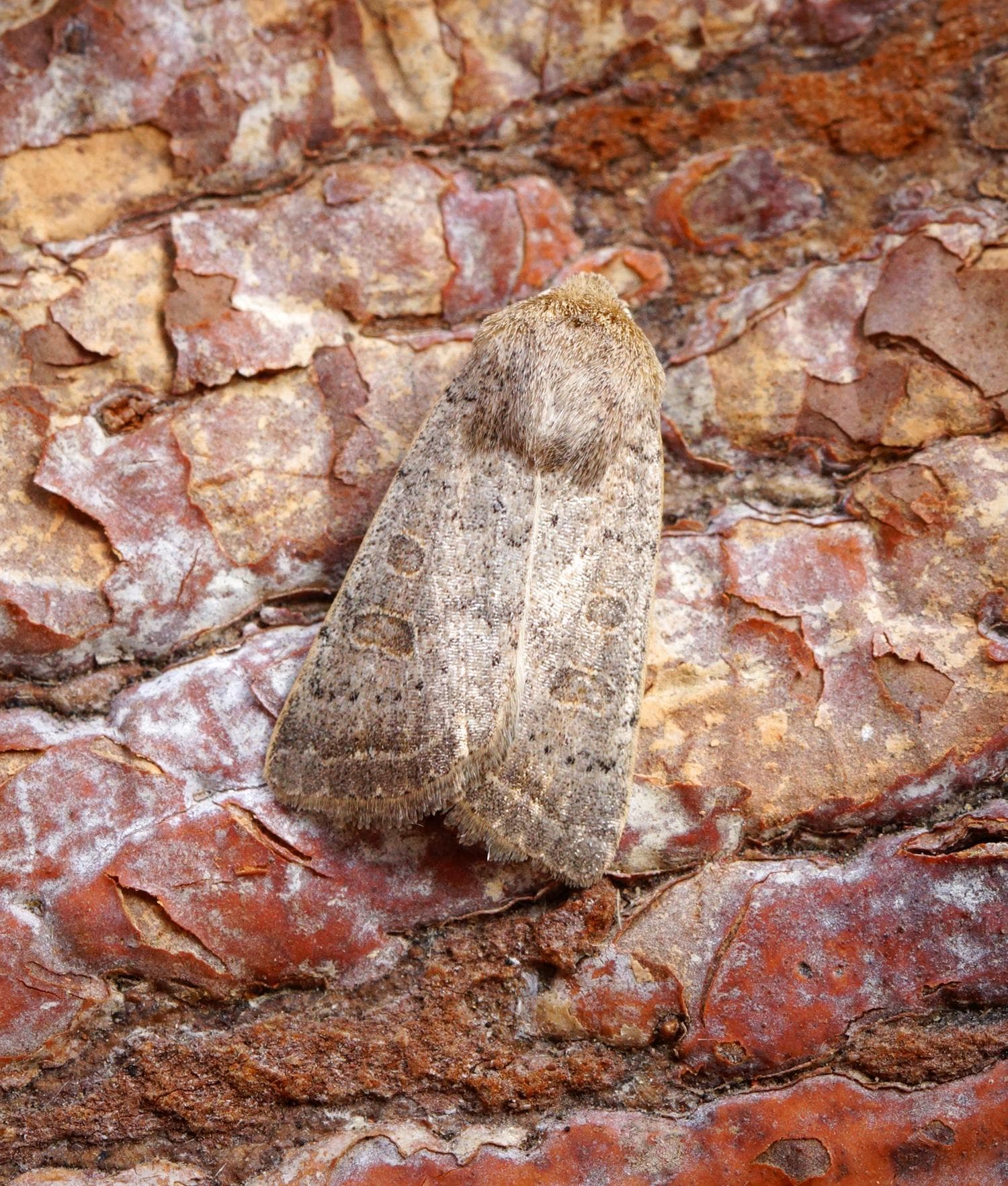Ljusbrun jordfly — 3/3